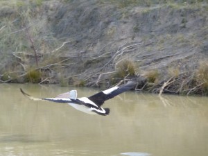 Pelican on the Darling.